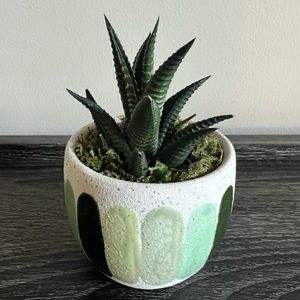 Small cactus in green ceramic pot